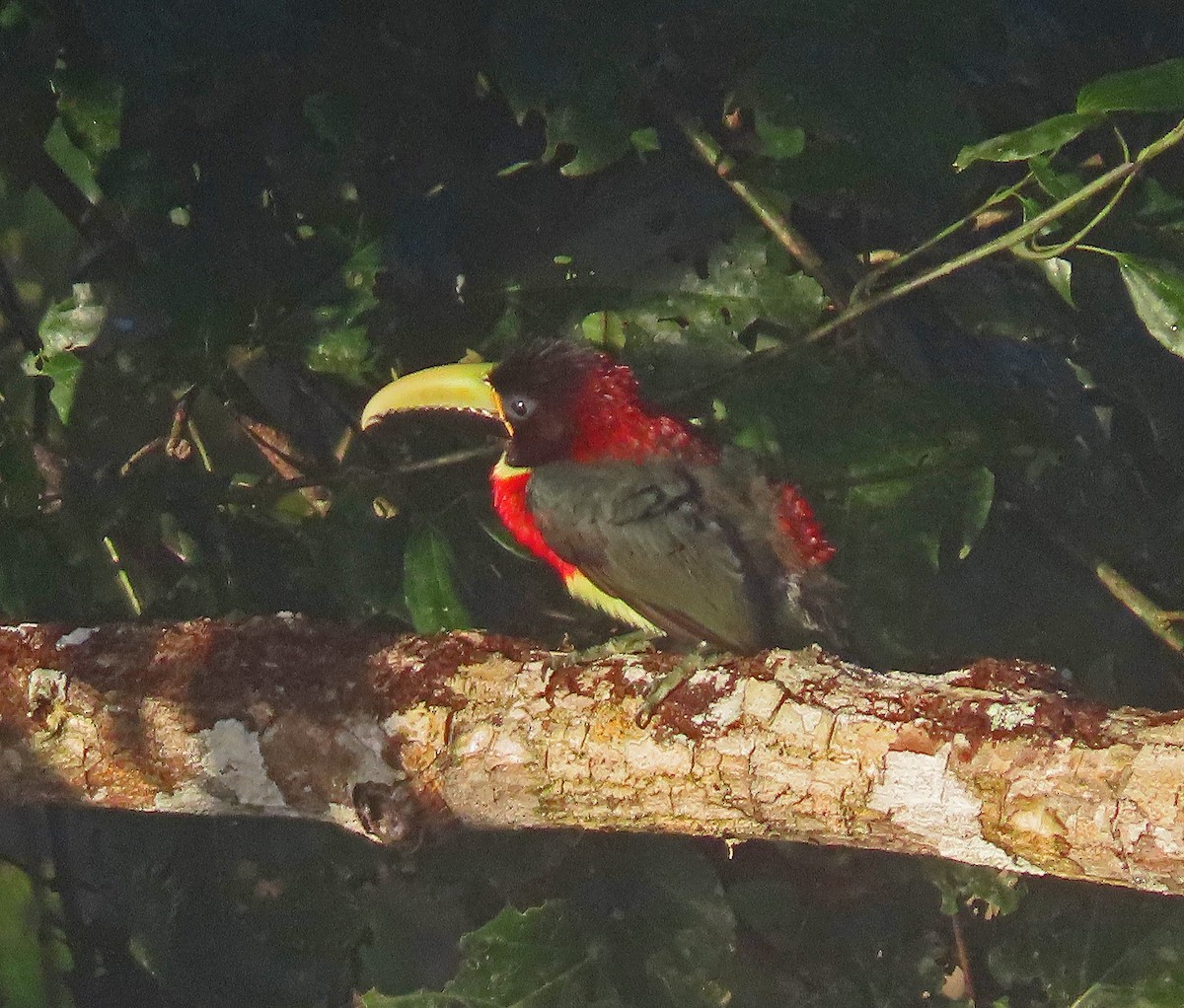 Red-necked Aracari - ML606876031