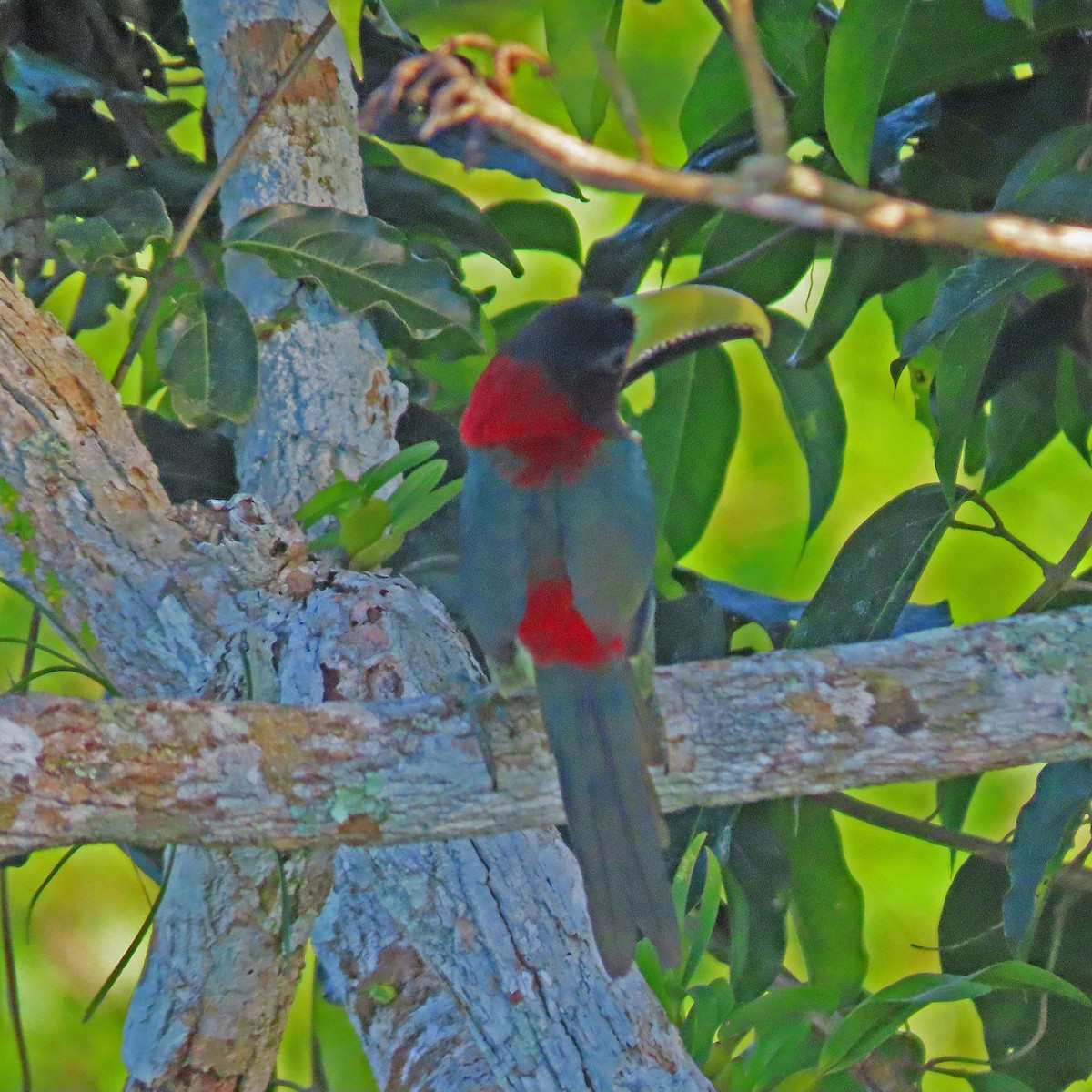 Red-necked Aracari - ML606876041