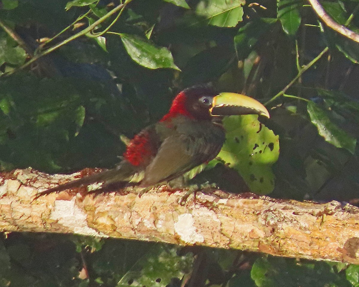 Red-necked Aracari - ML606876061
