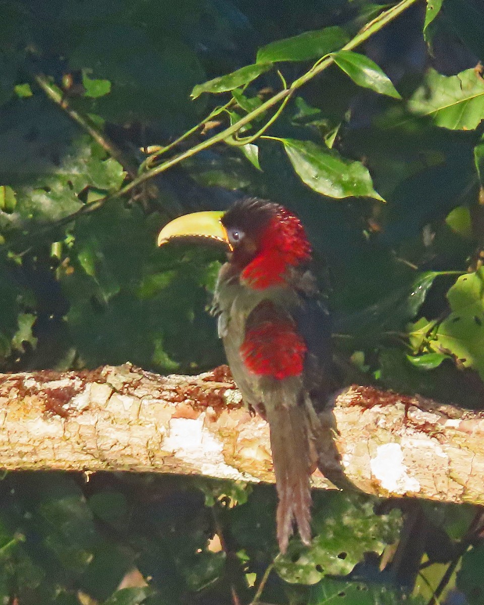 Red-necked Aracari - ML606876071