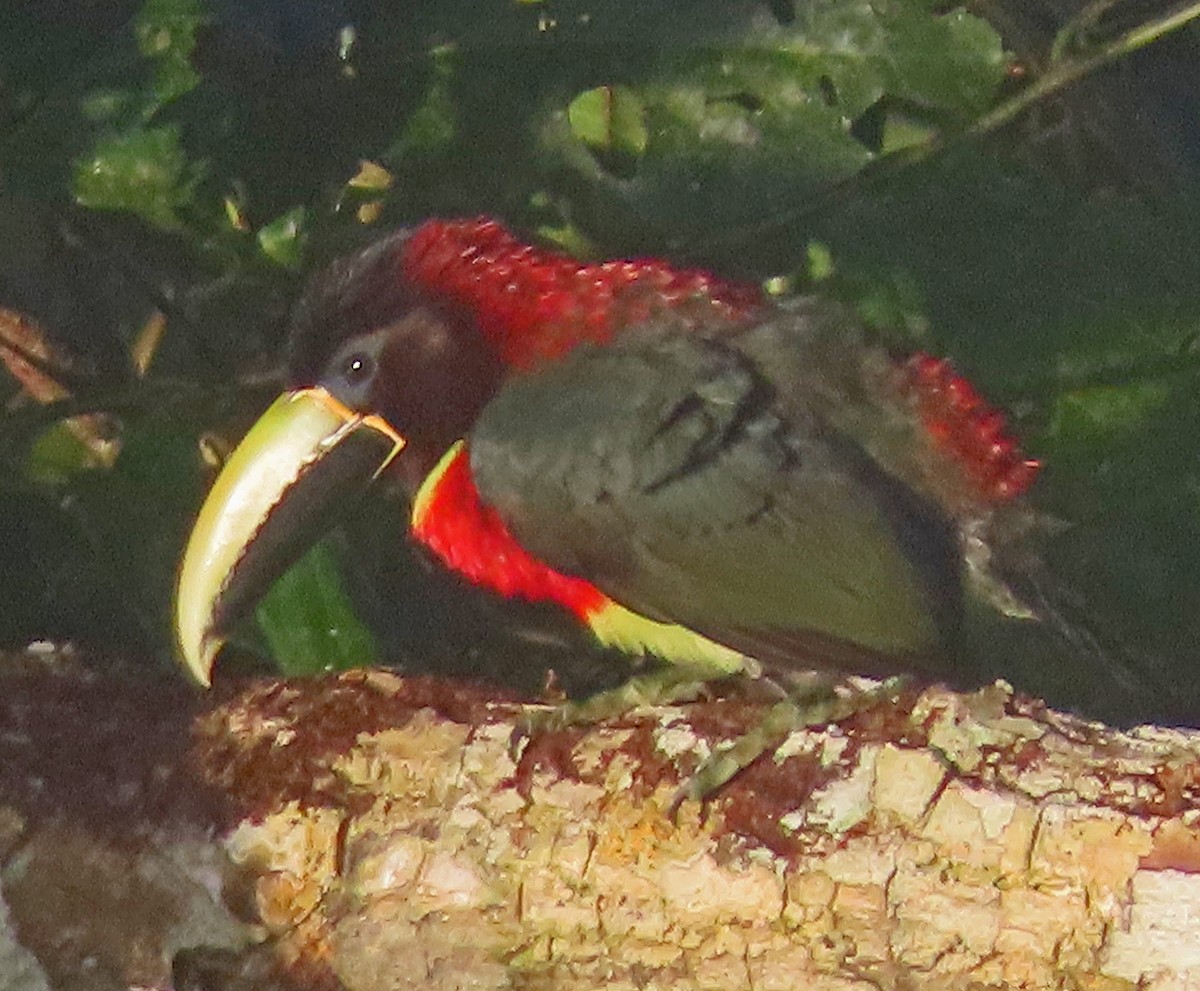 Red-necked Aracari - ML606876081