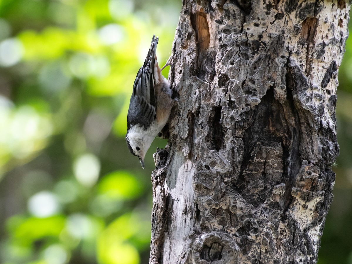 White-breasted Nuthatch (Interior West) - ML606876281