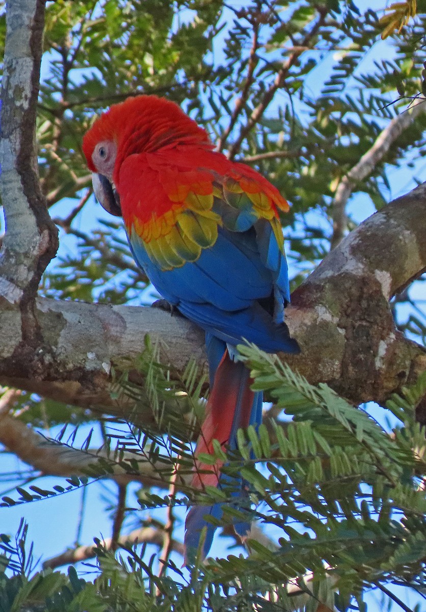 Scarlet Macaw - ML606879131
