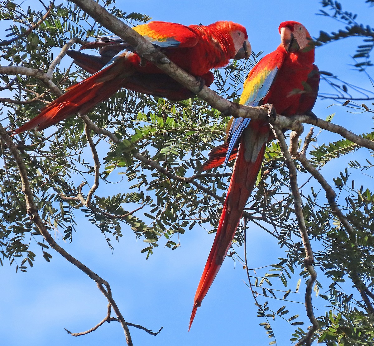 Scarlet Macaw - ML606879141