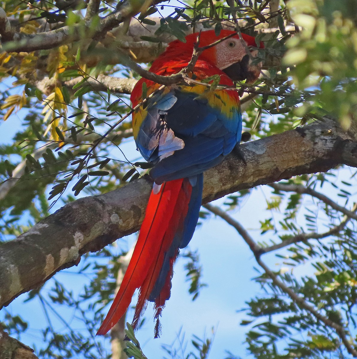 Scarlet Macaw - ML606879151