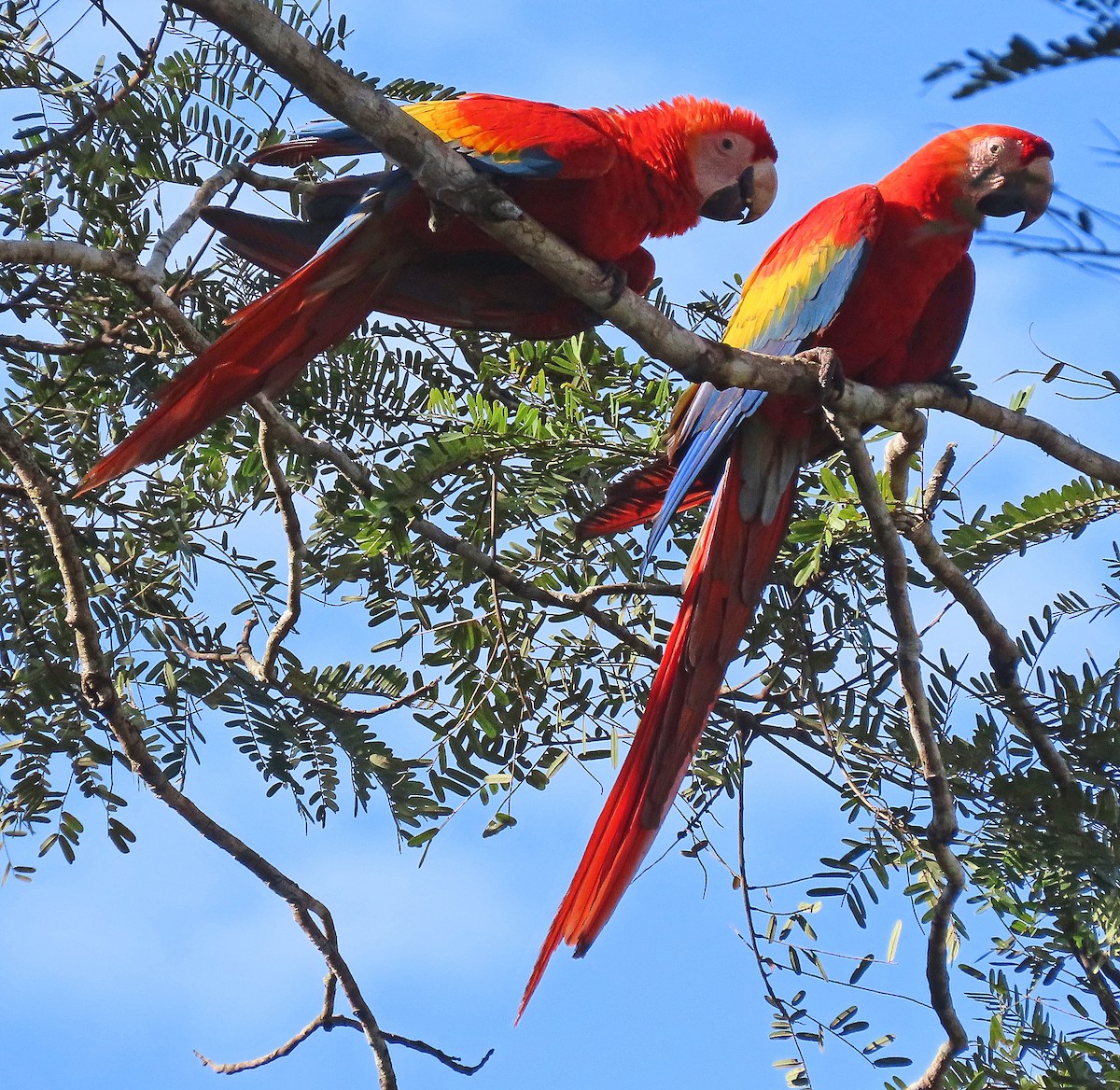 Scarlet Macaw - ML606879161