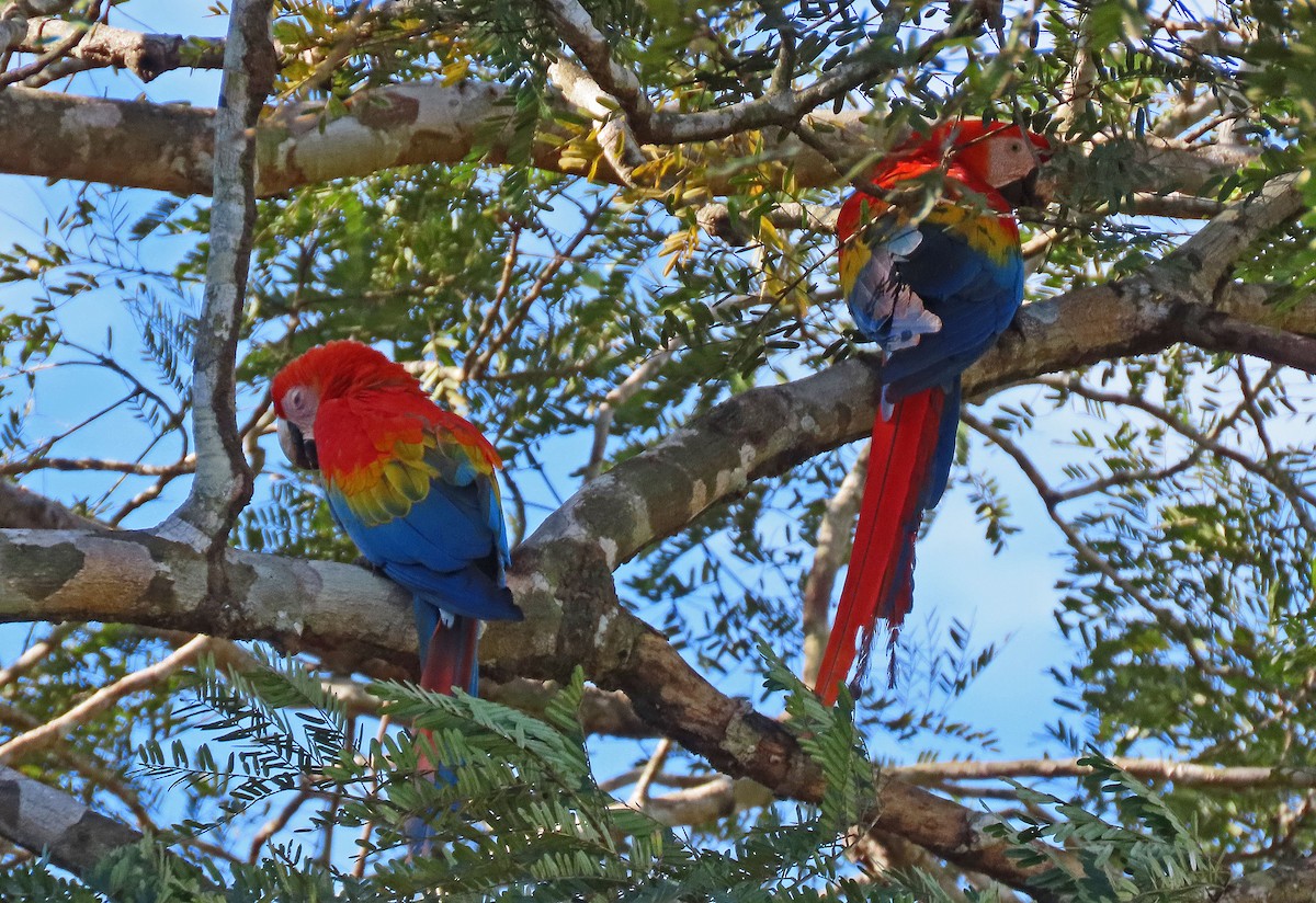 Scarlet Macaw - ML606879171
