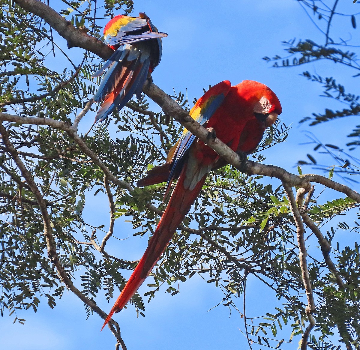 Scarlet Macaw - ML606879181