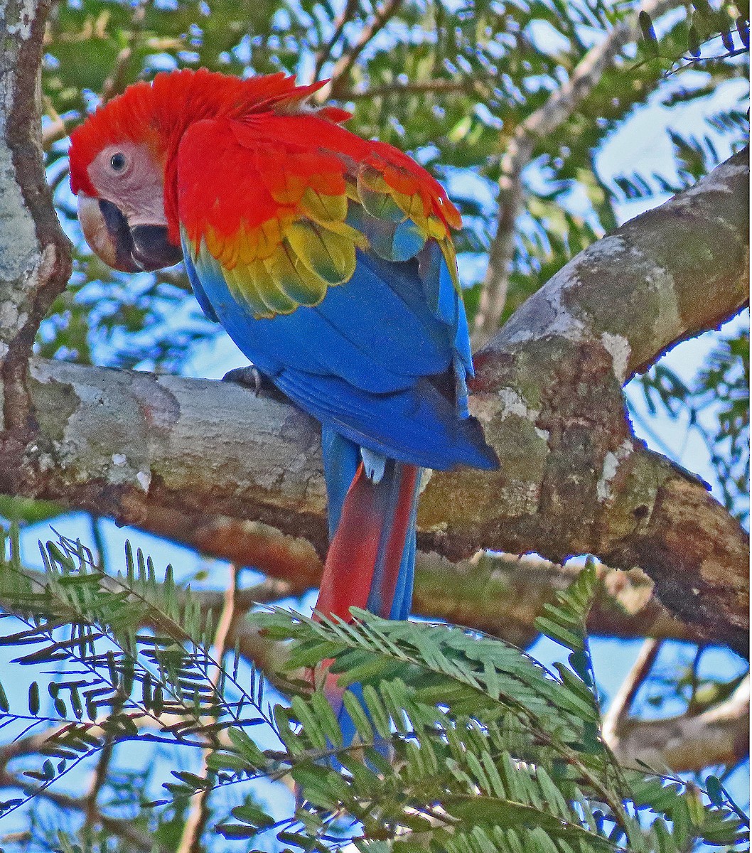 Scarlet Macaw - ML606879191