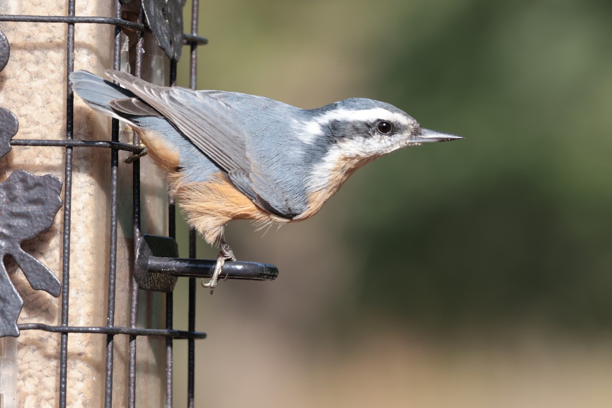 Red-breasted Nuthatch - ML606879241