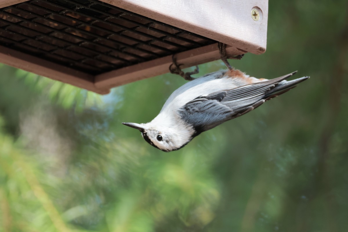 White-breasted Nuthatch - Steve Schubert