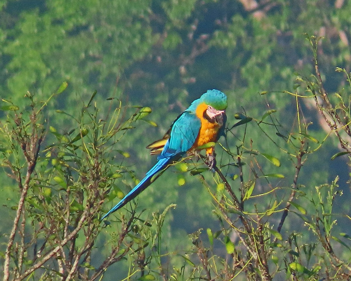Blue-and-yellow Macaw - ML606879661
