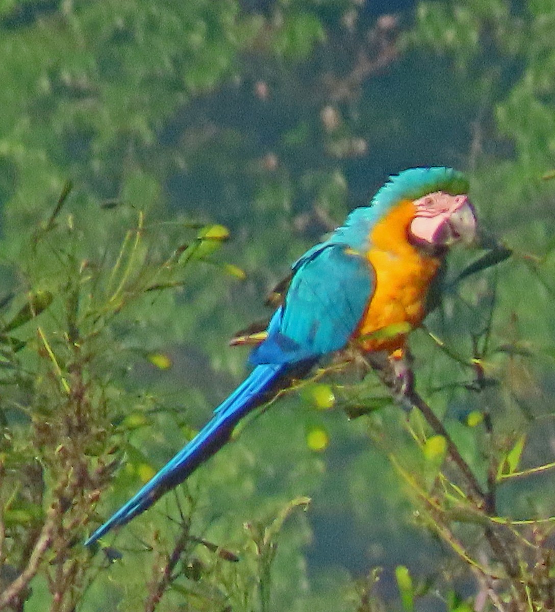 Blue-and-yellow Macaw - ML606879671