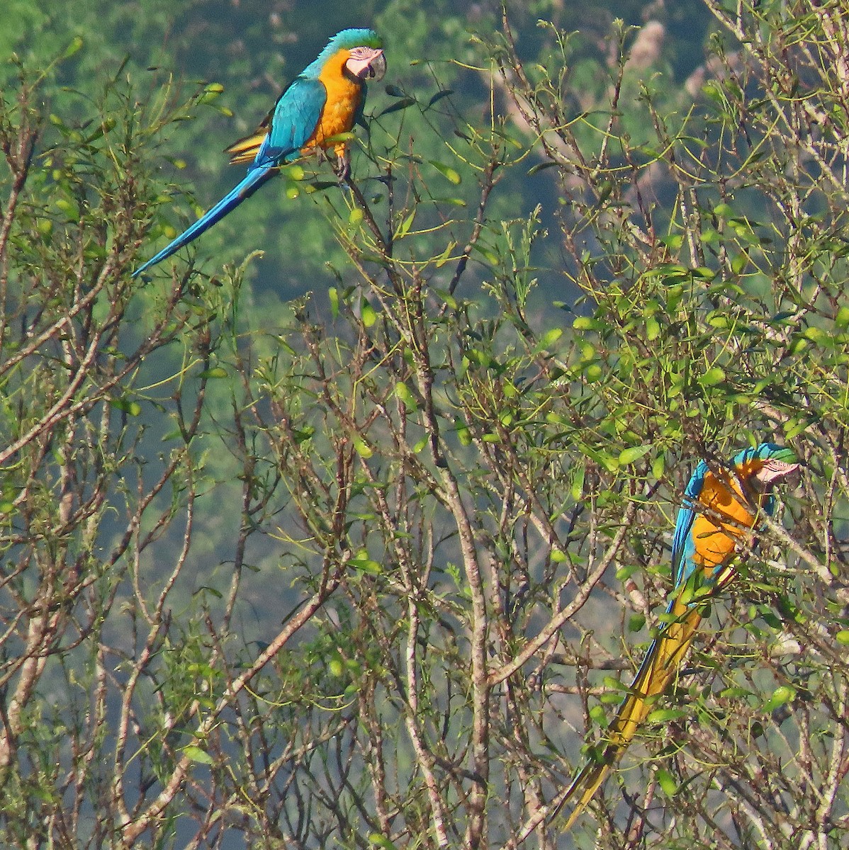 Blue-and-yellow Macaw - ML606879681