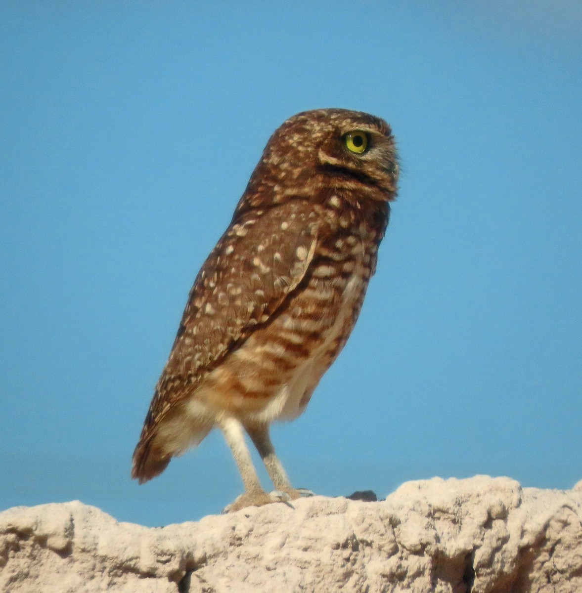 Burrowing Owl - ML606879991