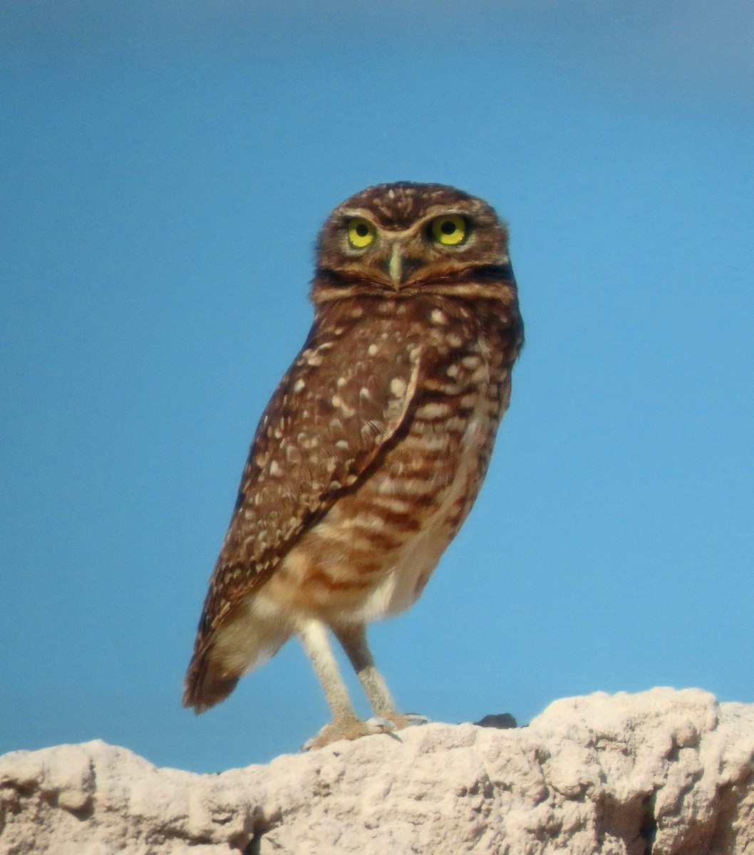 Burrowing Owl - ML606880001