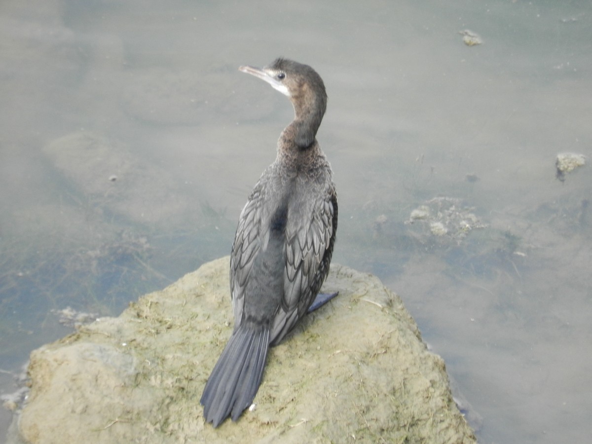 Little Cormorant - Upasana Ganguly