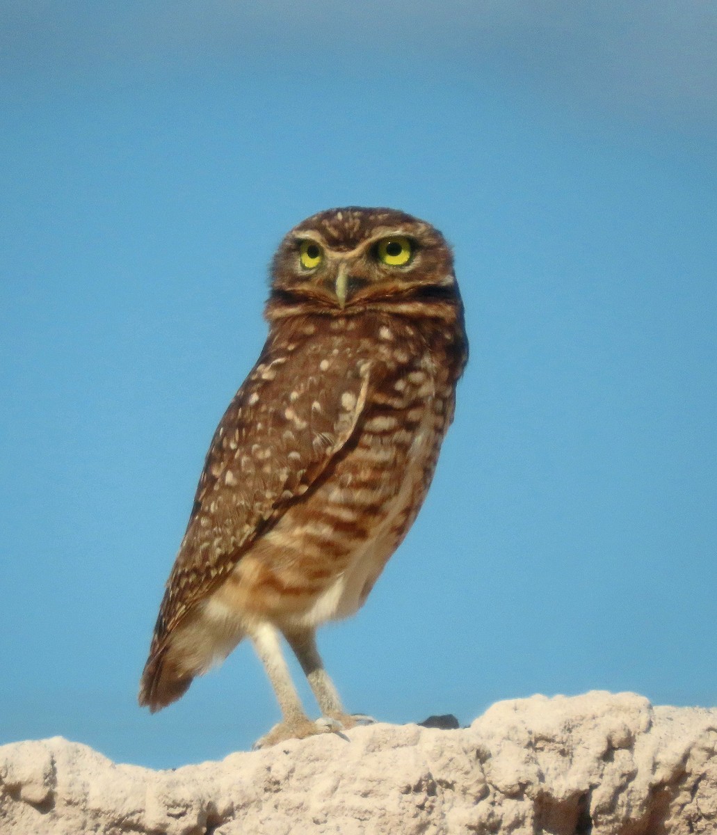 Burrowing Owl - ML606880011
