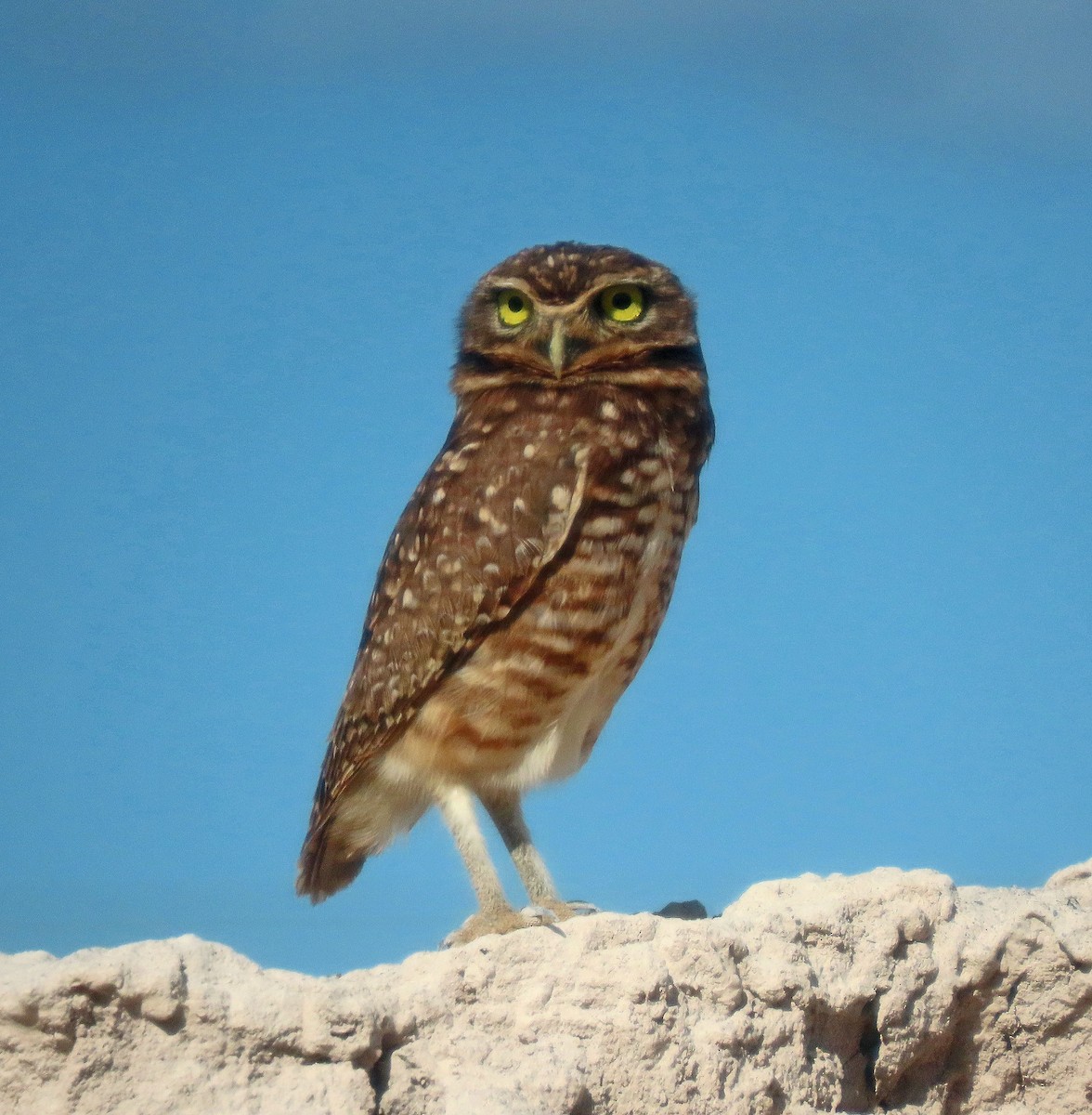 Burrowing Owl - ML606880021
