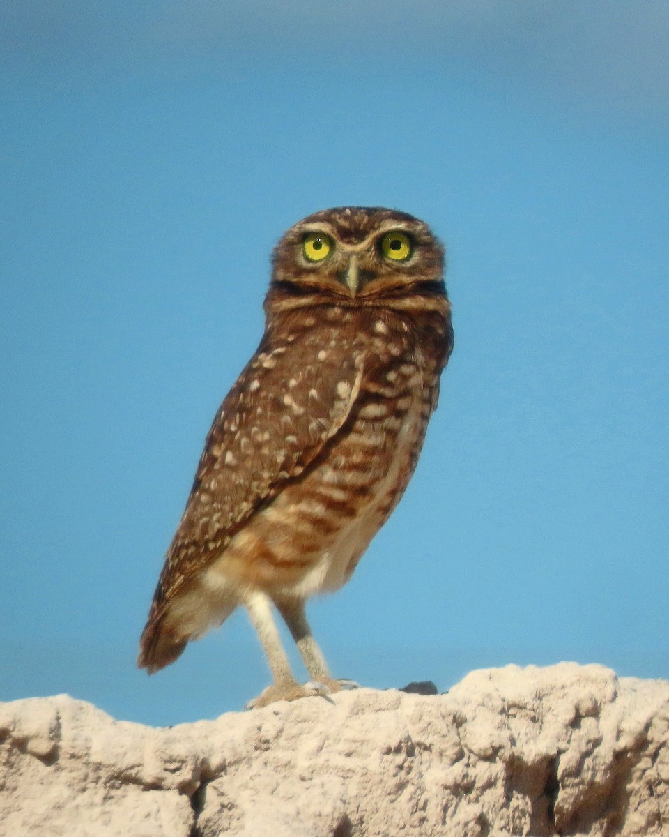 Burrowing Owl - ML606880031