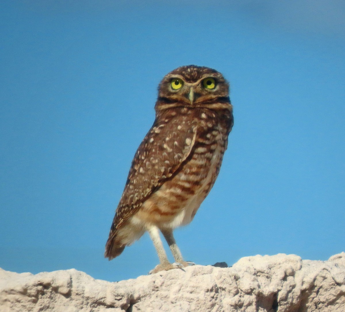 Burrowing Owl - ML606880041