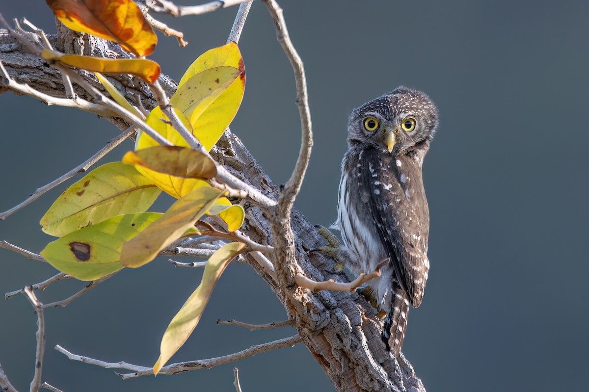 Ferruginous Pygmy-Owl - Marcos Eugênio Birding Guide
