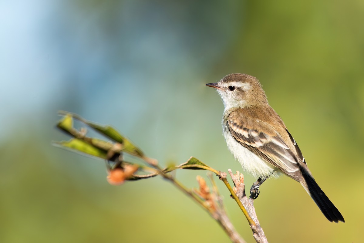 Southern Mouse-colored Tyrannulet - ML606880301