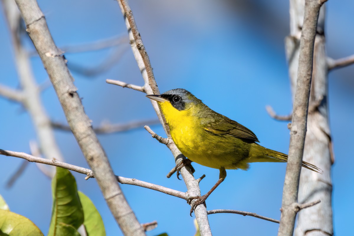 Southern Yellowthroat - Marcos Eugênio Birding Guide