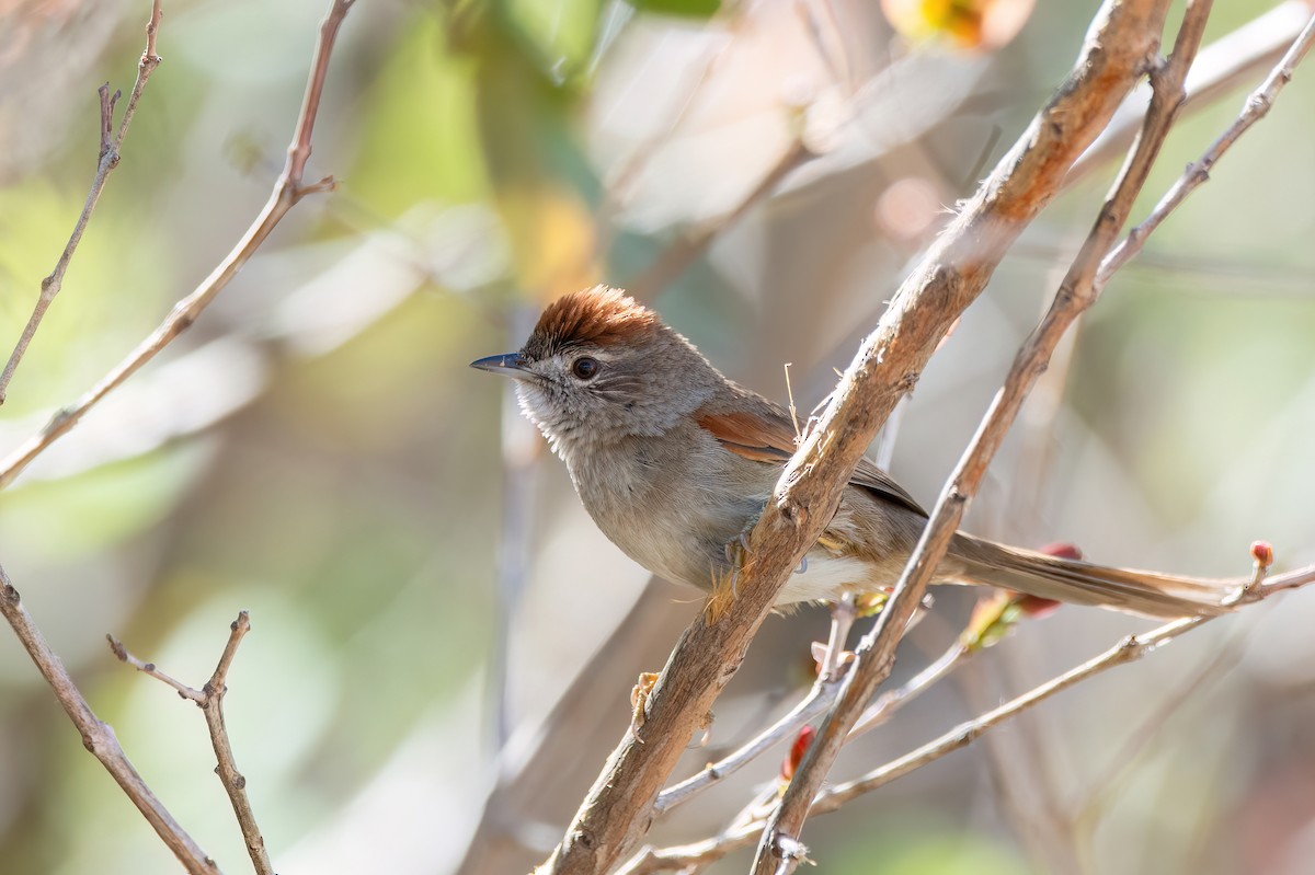 Pale-breasted Spinetail - ML606880351