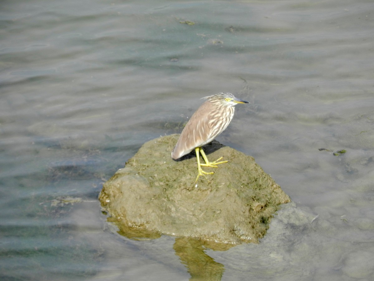 Indian Pond-Heron - Upasana Ganguly