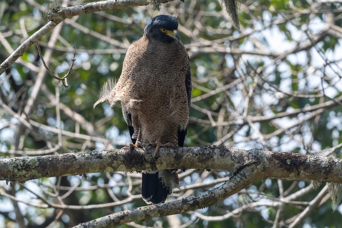 Crested Serpent-Eagle - ML606883141