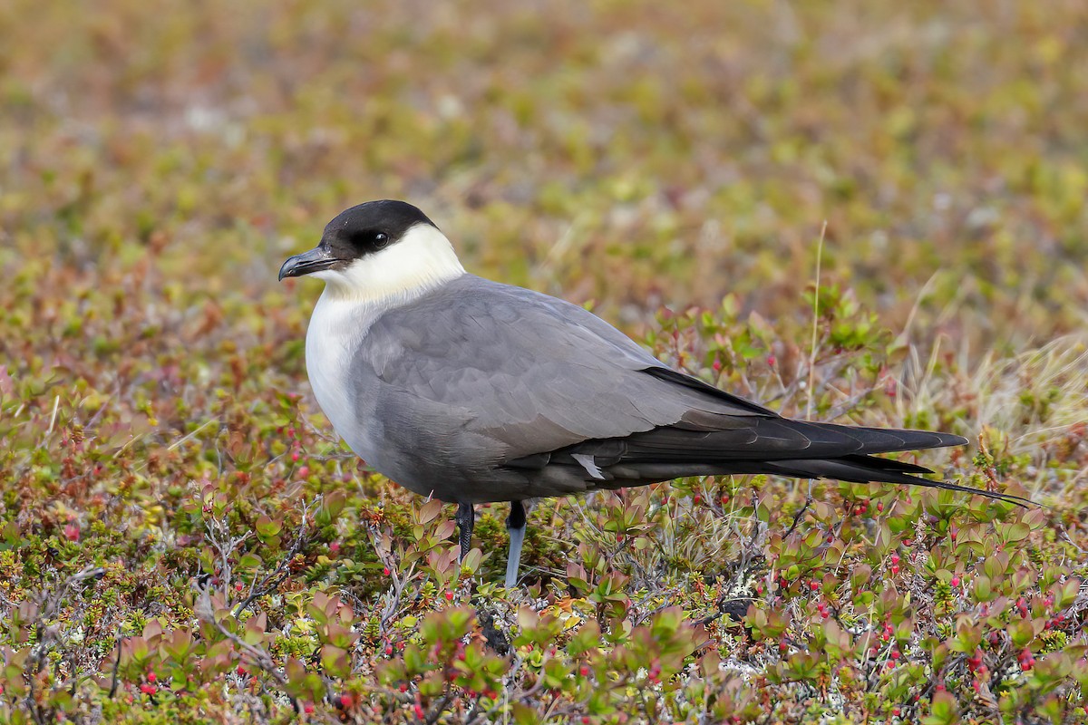Long-tailed Jaeger - ML606883281