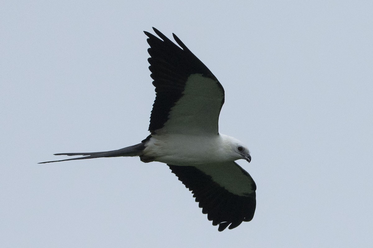 Swallow-tailed Kite - ML606884191