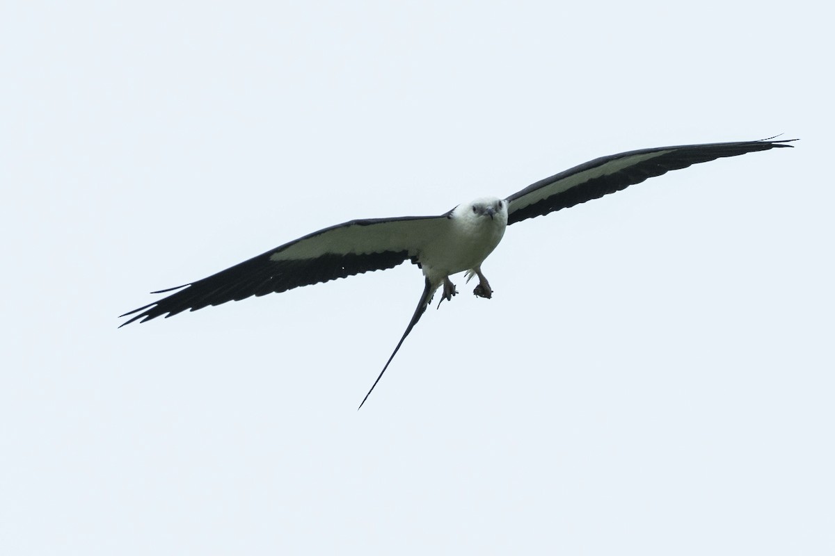 Swallow-tailed Kite - ML606884291