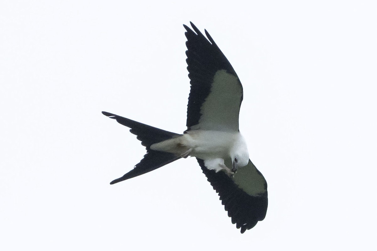 Swallow-tailed Kite - ML606884391