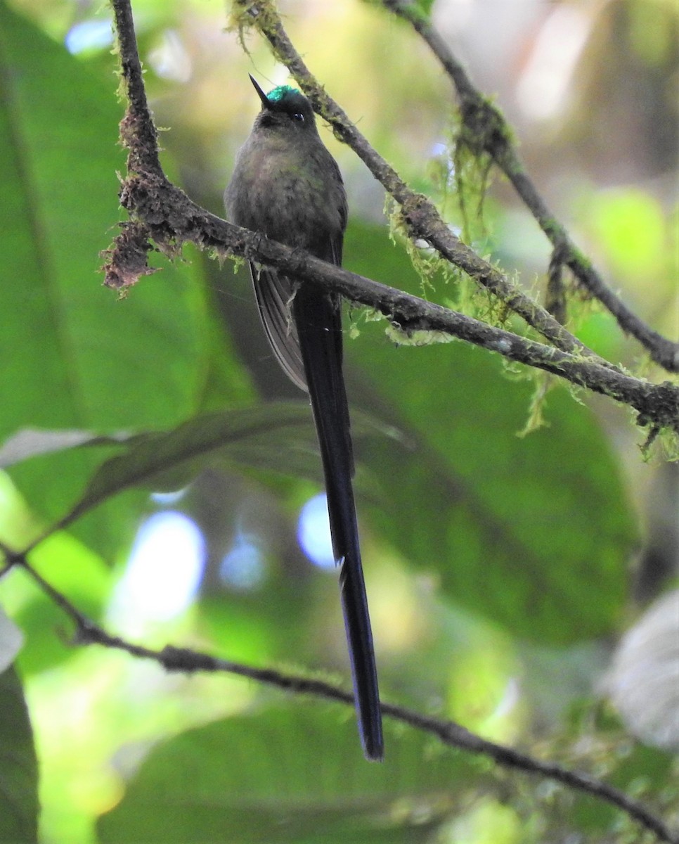 Violet-tailed Sylph - ML606886941