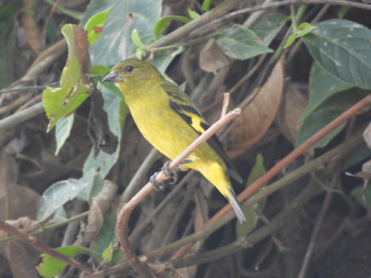 Olivaceous Siskin - ML606887211