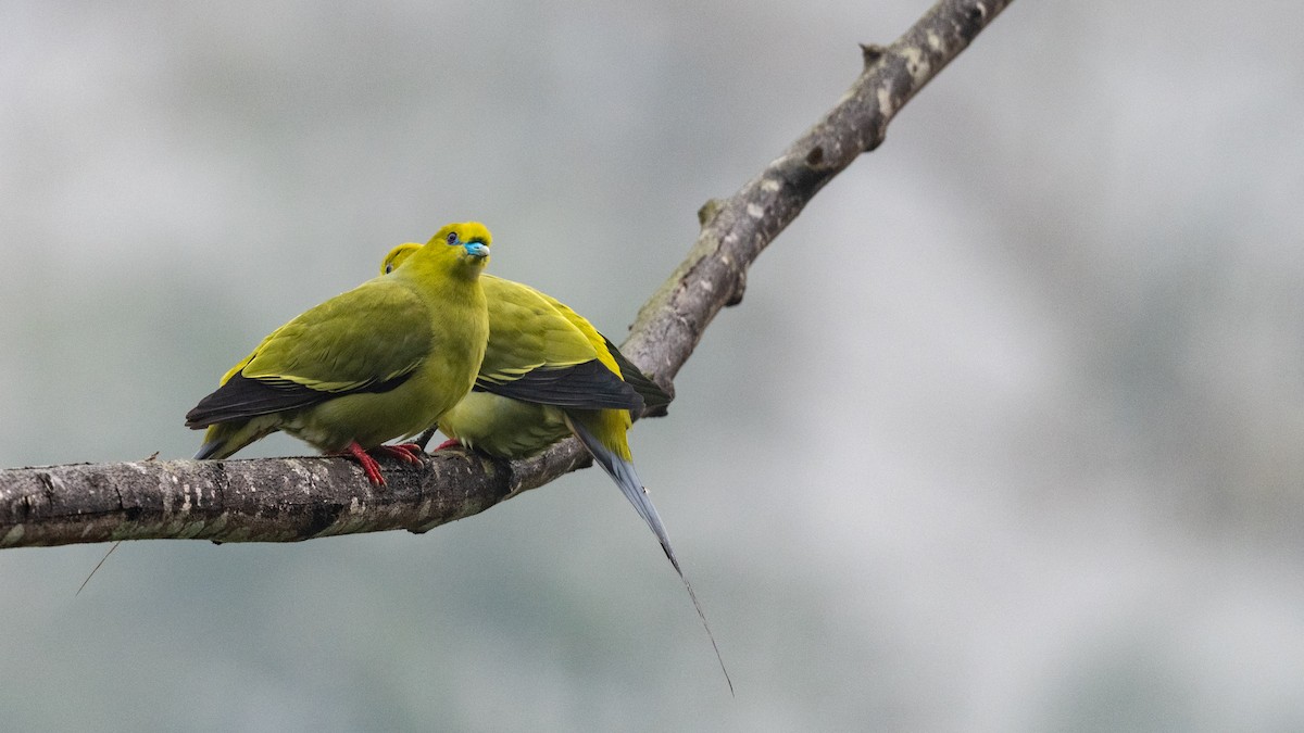 Pin-tailed Green-Pigeon - Hans Norelius