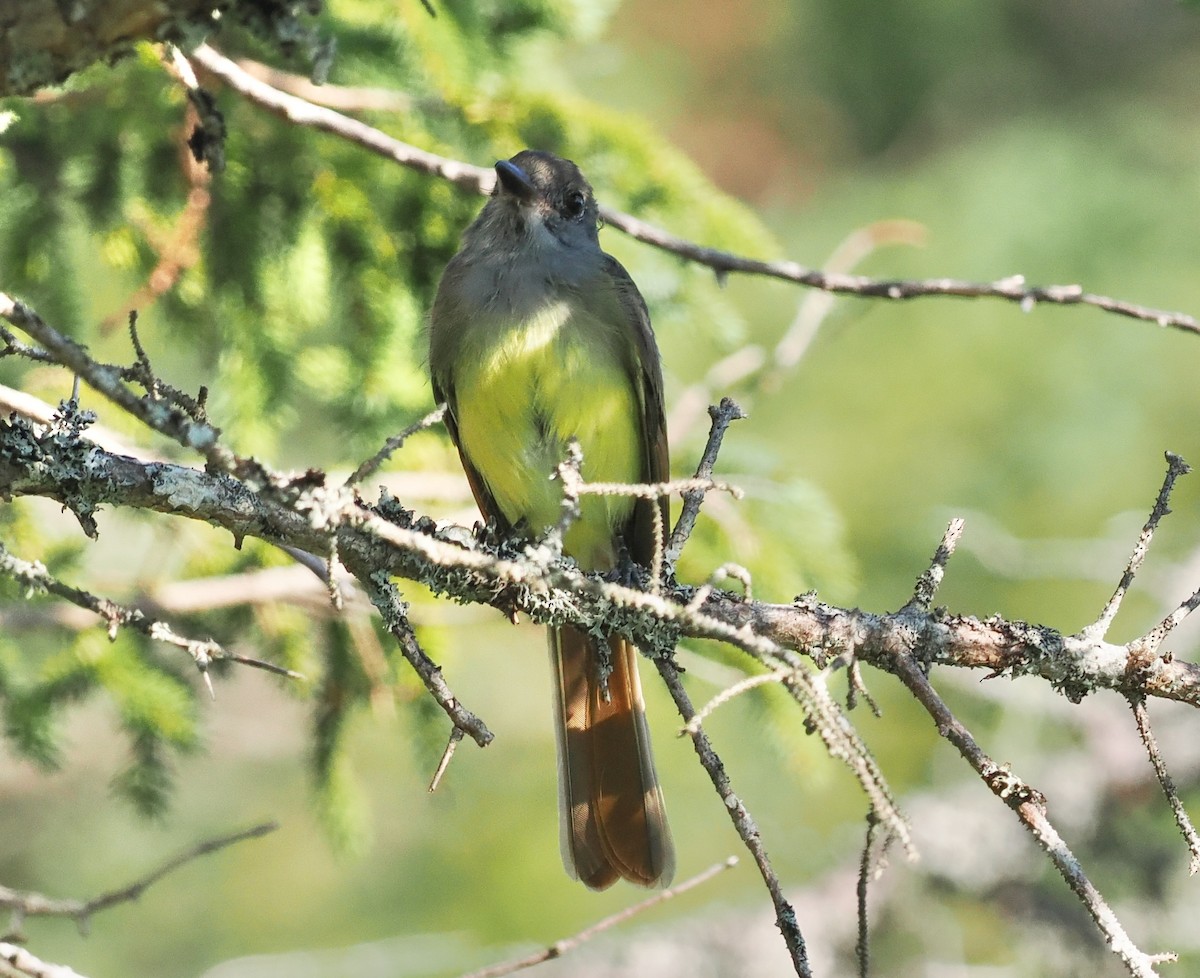 Great Crested Flycatcher - ML606893931