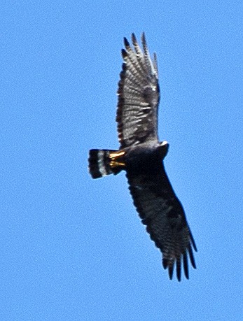 Zone-tailed Hawk - ML606895541