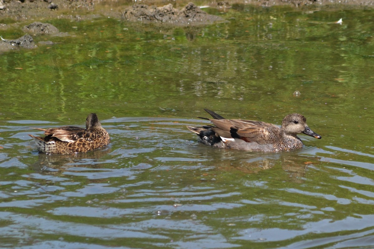 eBird Portugal Checklist - 25 Aug 2023 - Lagoa de Albufeira--área geral ...