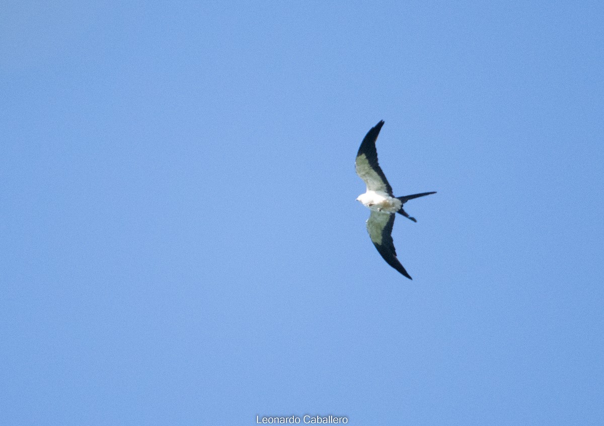 Swallow-tailed Kite - ML606900421
