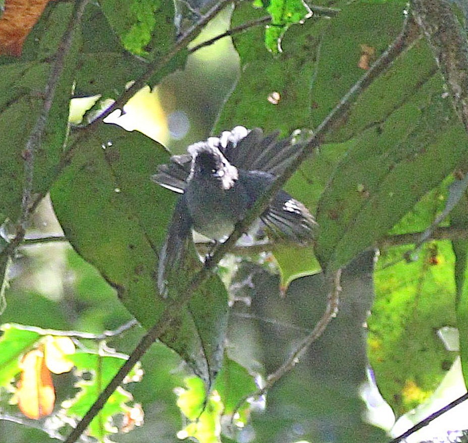 White-bellied Crested Flycatcher - ML606902021
