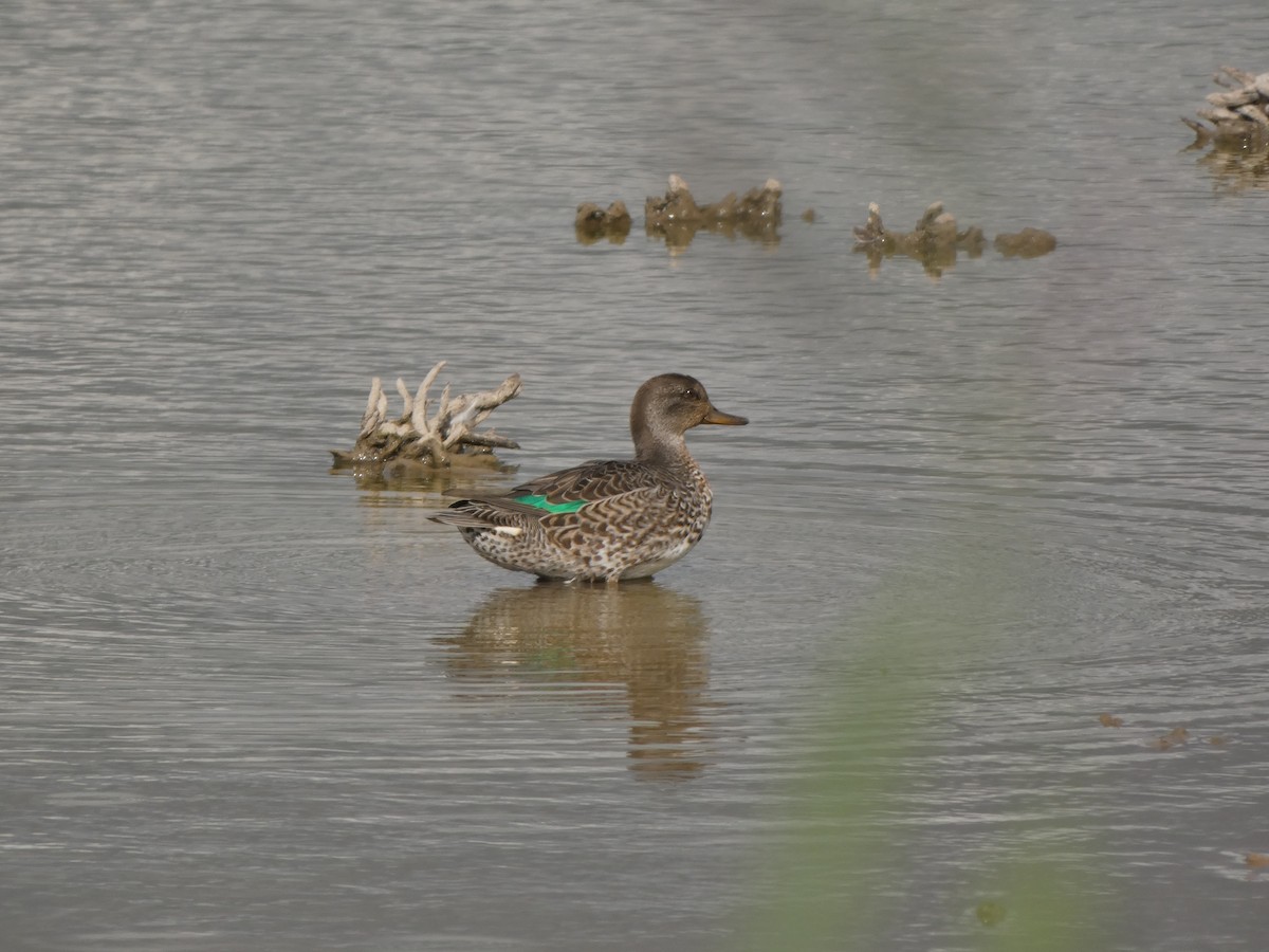 Green-winged Teal - ML606904351