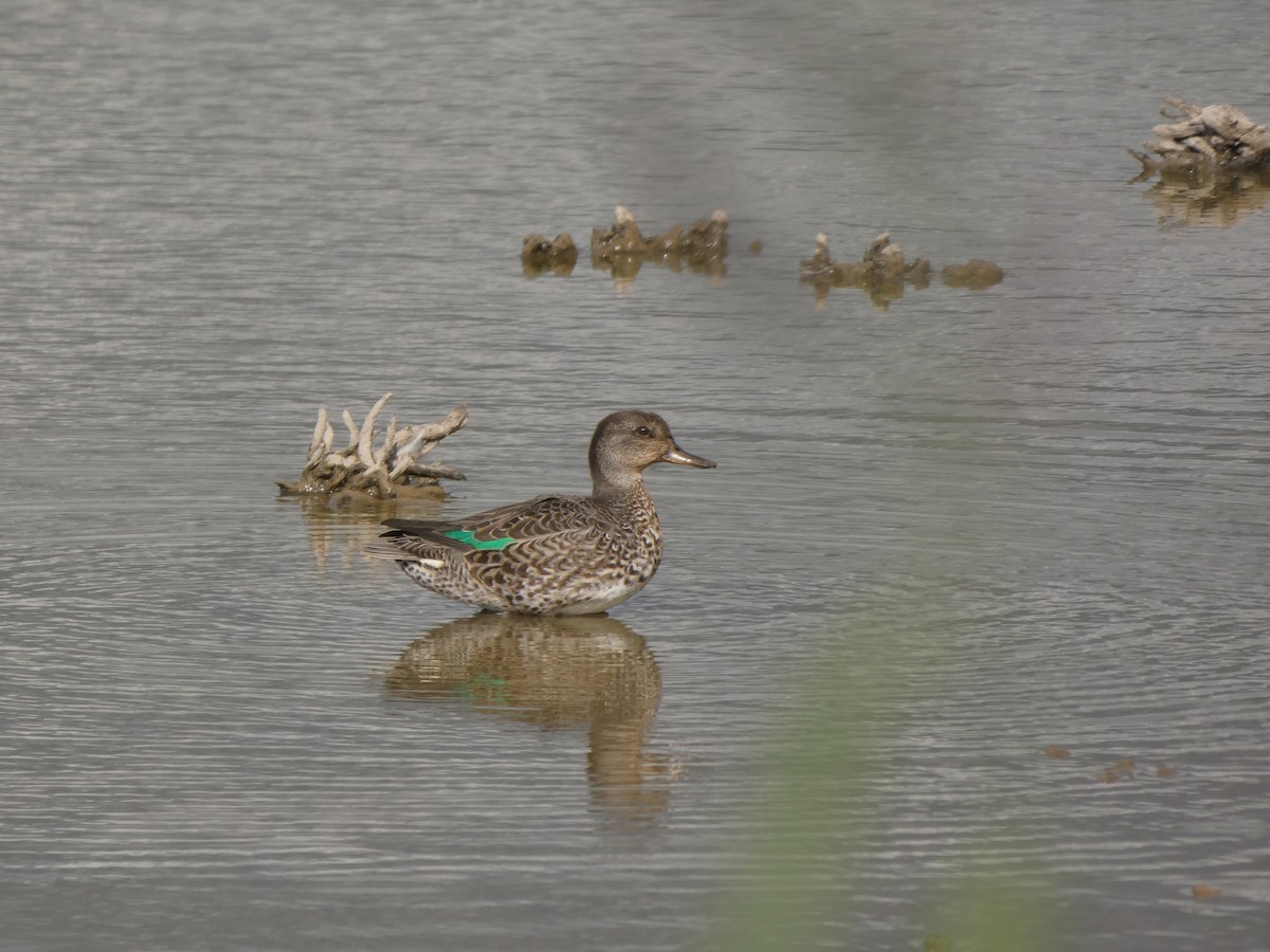 Green-winged Teal - ML606904461