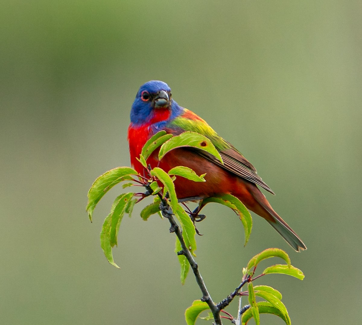 Painted Bunting - ML606905091