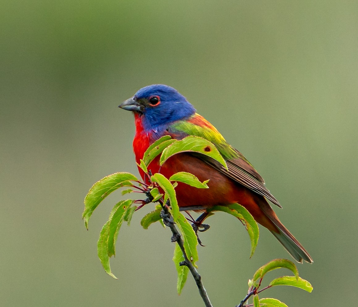 Painted Bunting - ML606905101