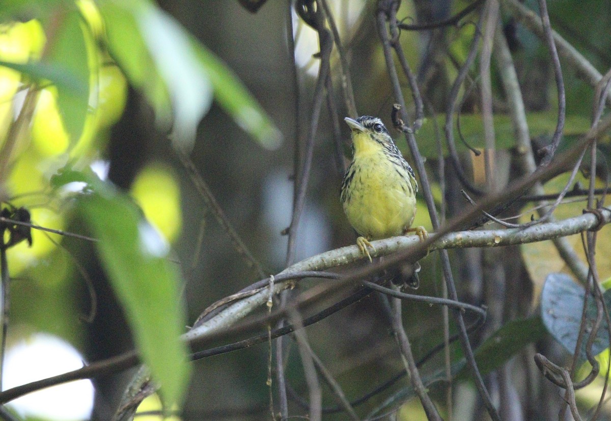 Yellow-breasted Warbling-Antbird - ML606906491