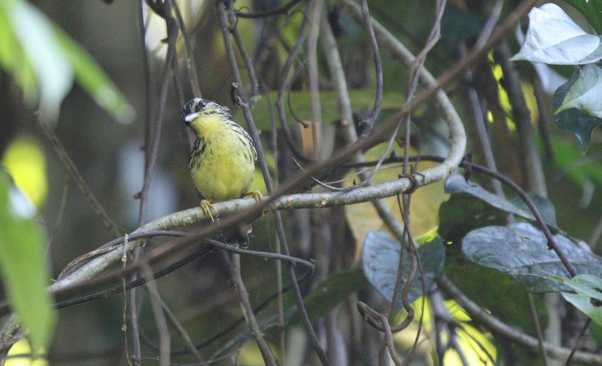 Yellow-breasted Warbling-Antbird - ML606906641