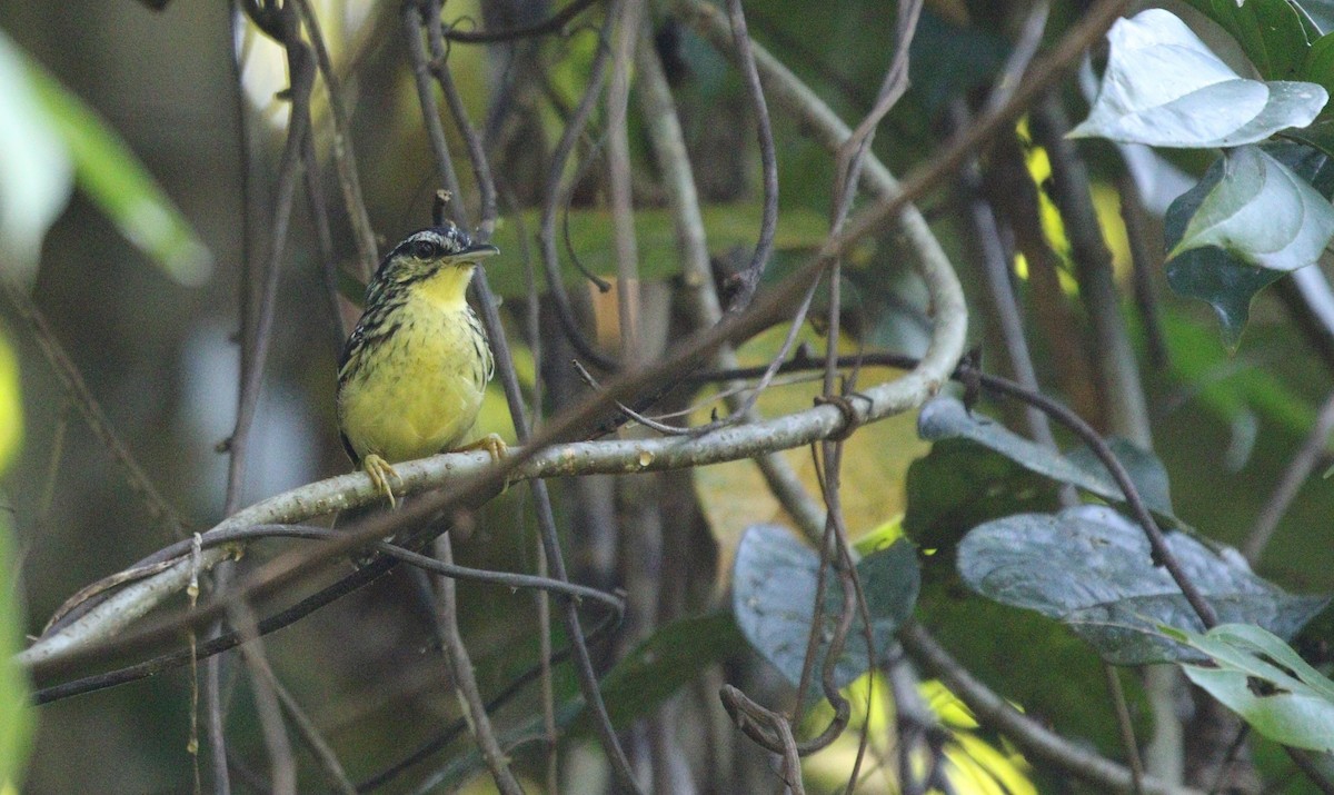 Yellow-breasted Warbling-Antbird - ML606906711